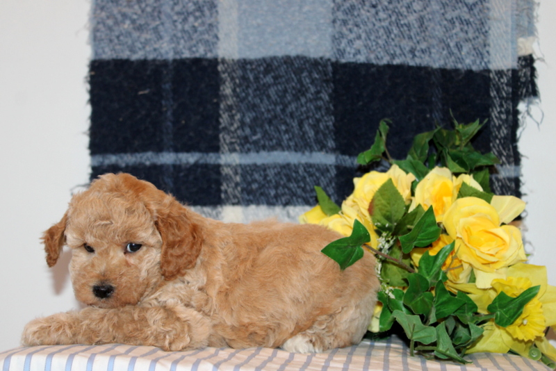 puppy, for, sale, Mini Goldendoodle F1B, Matthew B. Stoltzfus, dog, breeder, Gap, PA, dog-breeder, puppy-for-sale, forsale, nearby, find, puppyfind, locator, puppylocator, aca